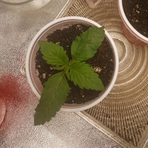 Solo 2 growlog timeline photo