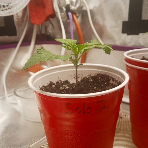 Solo 2 growlog timeline photo
