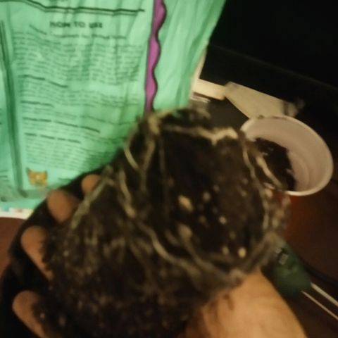 Solo 1 growlog photo: Roots when transplanted from solo to one gallon