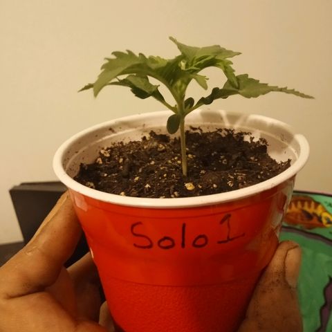 Solo 1 growlog photo: Roots when transplanted from solo to one gallon