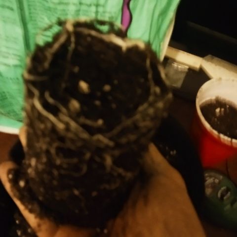 Solo 1 growlog photo: Roots when transplanted from solo to one gallon