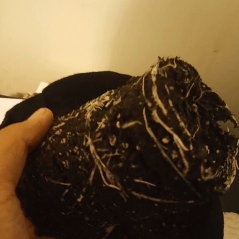 Solo 2 growlog photo: Roots at transplant from solo to one gallon