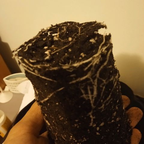 Solo 2 growlog photo: Roots at transplant from solo to one gallon