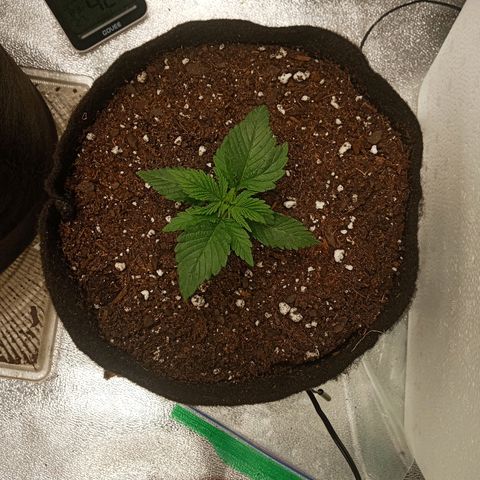 Solo 1 growlog photo: 2 hours after transplant