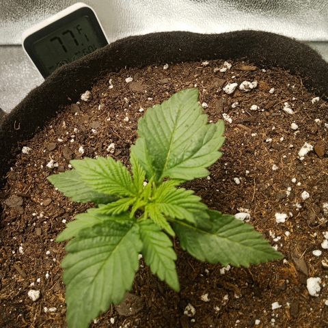 Solo 1 growlog photo: 2 hours after transplant