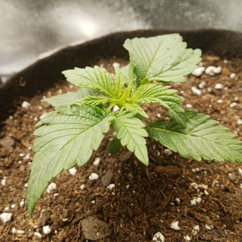 Solo 1 growlog photo: 2 hours after transplant