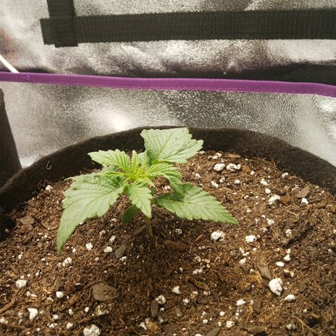 Solo 1 growlog photo: 2 hours after transplant