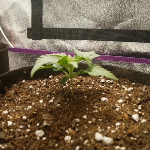 Solo 1 growlog photo: 2 hours after transplant