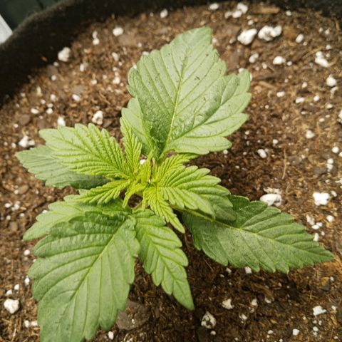 Solo 1 growlog photo: 2 hours after transplant
