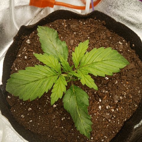 Solo 2 growlog photo: 2 hours after transplant