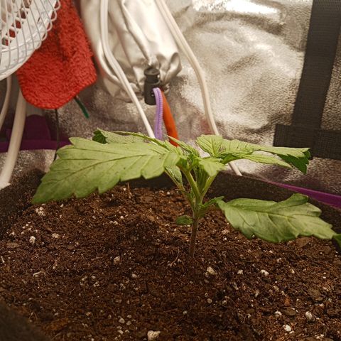 Solo 2 growlog photo: 2 hours after transplant