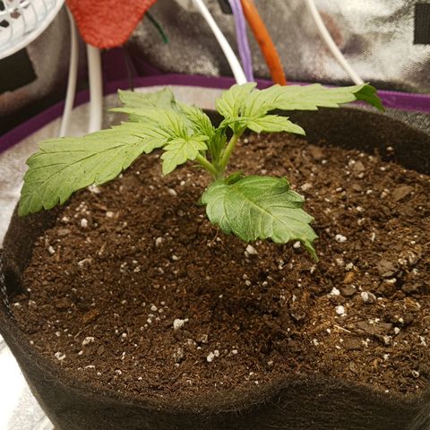 Solo 2 growlog photo: 2 hours after transplant