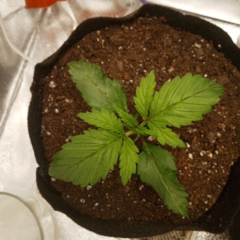 Solo 2 growlog photo: 2 hours after transplant