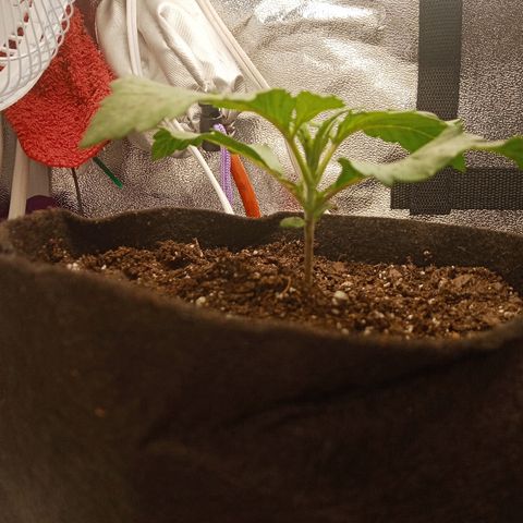 Solo 2 growlog photo: 2 hours after transplant