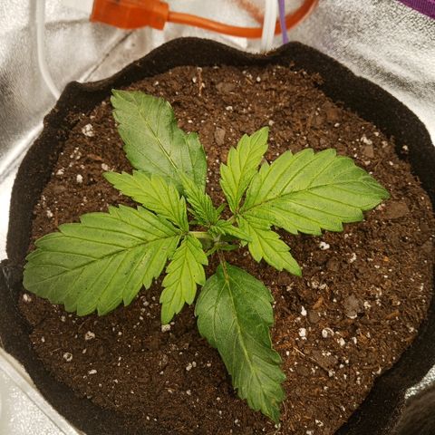 Solo 2 growlog photo: 2 hours after transplant