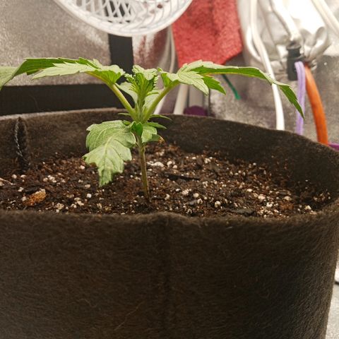 Solo 2 growlog timeline photo