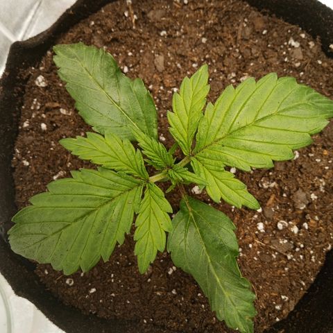 Solo 2 growlog timeline photo