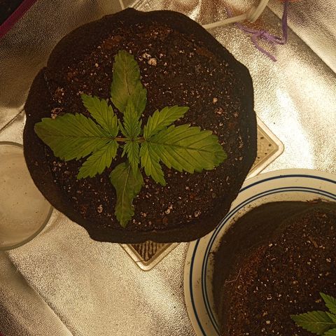 Solo 2 growlog timeline photo