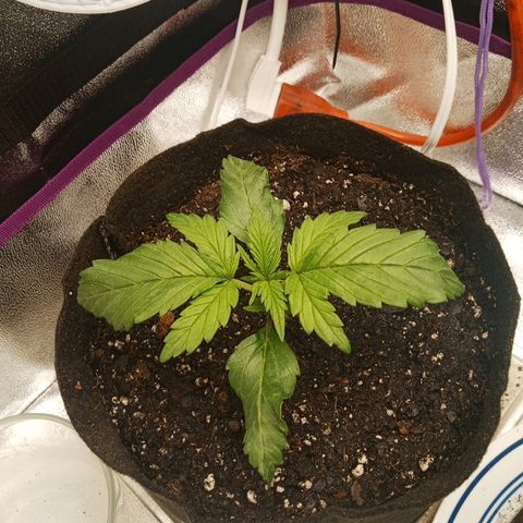 Solo 2 growlog timeline photo