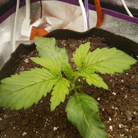 Solo 2 growlog timeline photo