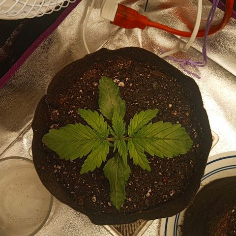 Solo 2 growlog timeline photo
