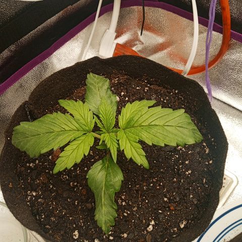 Solo 2 growlog timeline photo