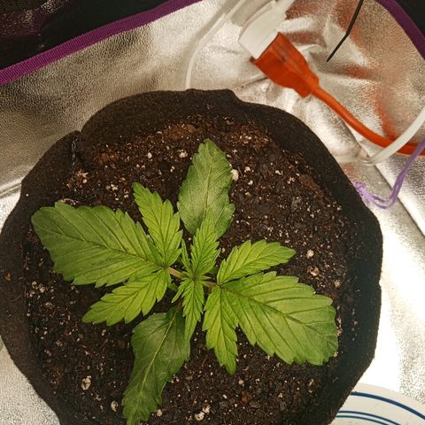 Solo 2 growlog timeline photo