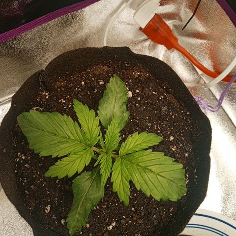 Solo 2 growlog timeline photo