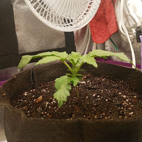 Solo 2 growlog timeline photo