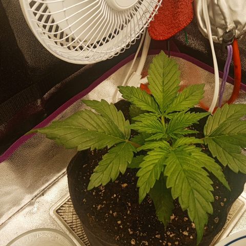 Solo 2 growlog photo: 1 day after watering