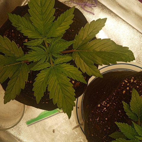 Solo 2 growlog photo: 1 day after watering