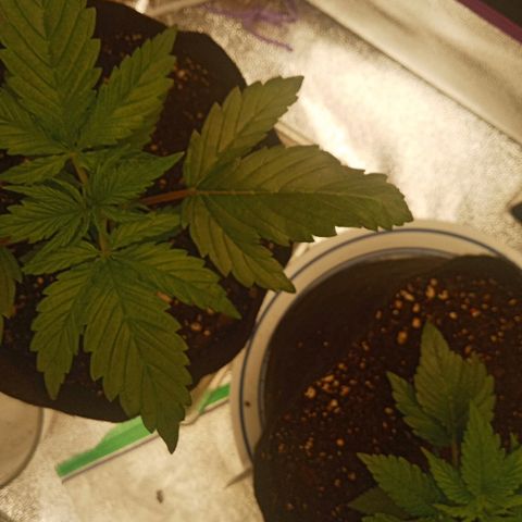 Solo 2 growlog photo: 1 day after watering