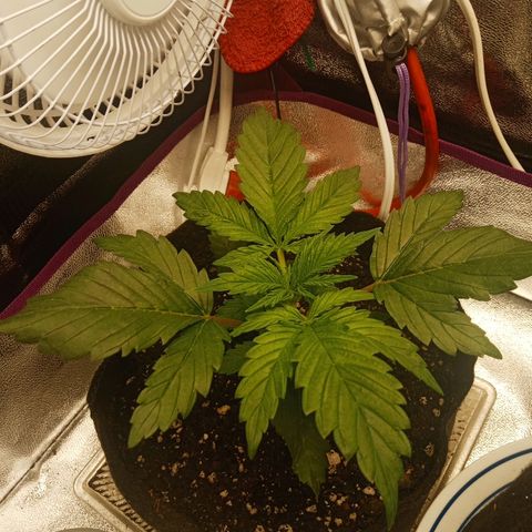 Solo 2 growlog photo: 1 day after watering