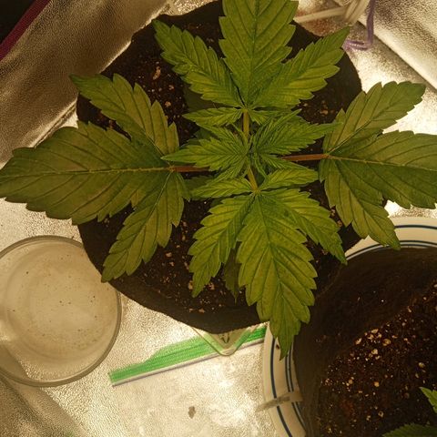 Solo 2 growlog photo: 1 day after watering