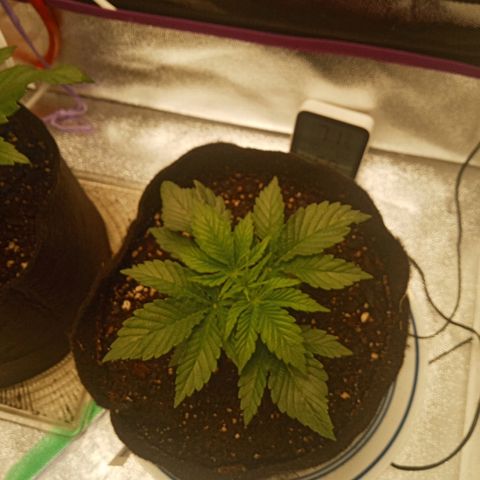 Solo 1 growlog photo: 1 day after watering
