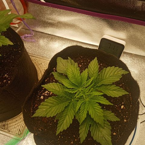 Solo 1 growlog photo: 1 day after watering