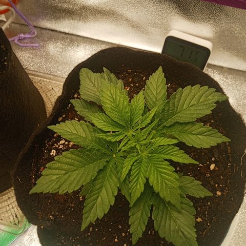 Solo 1 growlog photo: 1 day after watering