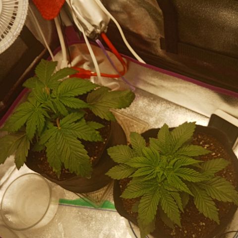 Solo 1 growlog photo: Before water