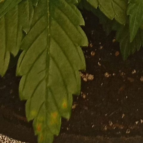 Solo 2 growlog photo: Beginning signs of calcium deficiency. Will add calmag in future waterings