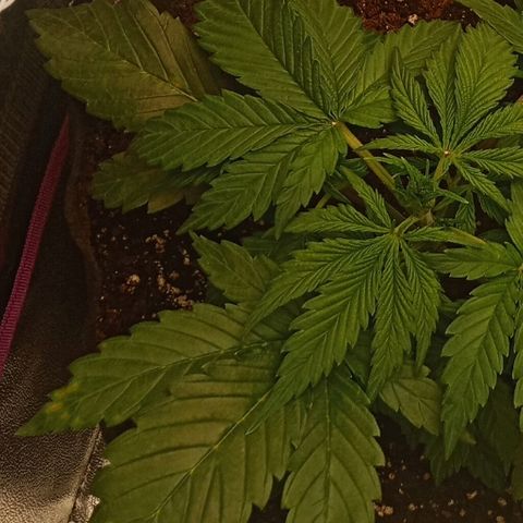 Solo 2 growlog photo: Beginning signs of calcium deficiency. Will add calmag in future waterings