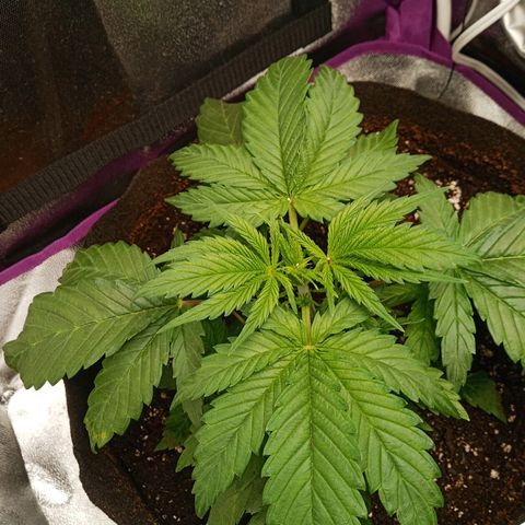 Solo 2 growlog photo: Beginning signs of calcium deficiency. Will add calmag in future waterings