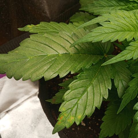 Solo 2 growlog photo: Beginning signs of calcium deficiency. Will add calmag in future waterings