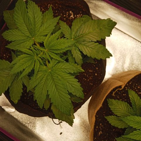 Solo 2 growlog photo: Beginning signs of calcium deficiency. Will add calmag in future waterings