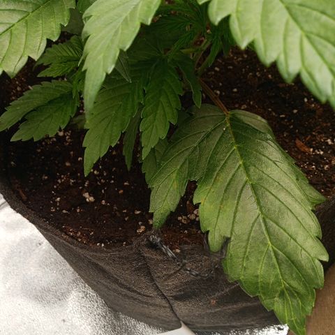 Solo 2 growlog photo: Beginning signs of calcium deficiency. Will add calmag in future waterings