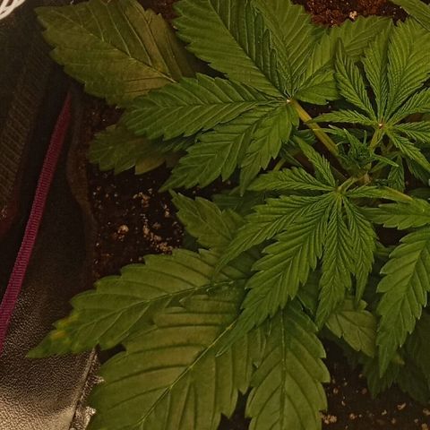 Solo 2 growlog photo: Beginning signs of calcium deficiency. Will add calmag in future waterings