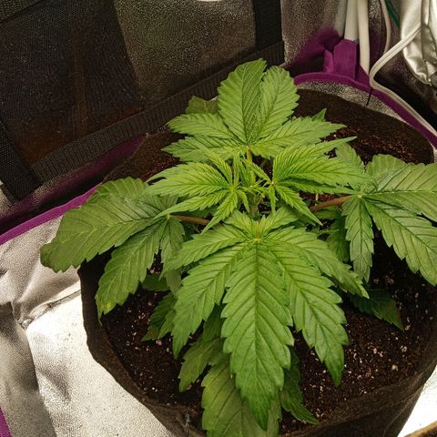 Solo 2 growlog photo: Beginning signs of calcium deficiency. Will add calmag in future waterings