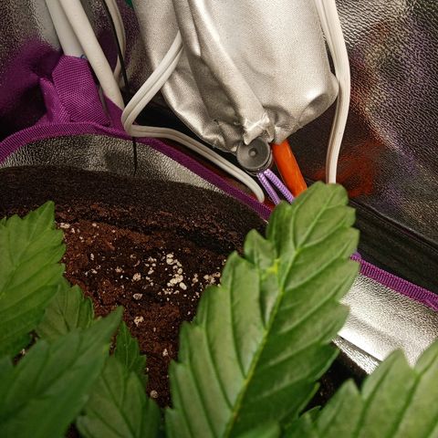 Solo 2 growlog photo: Beginning signs of calcium deficiency. Will add calmag in future waterings