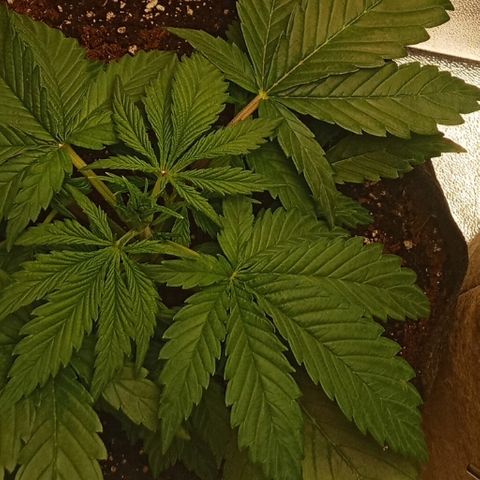 Solo 2 growlog photo: Beginning signs of calcium deficiency. Will add calmag in future waterings