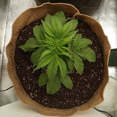Solo 1 growlog timeline photo