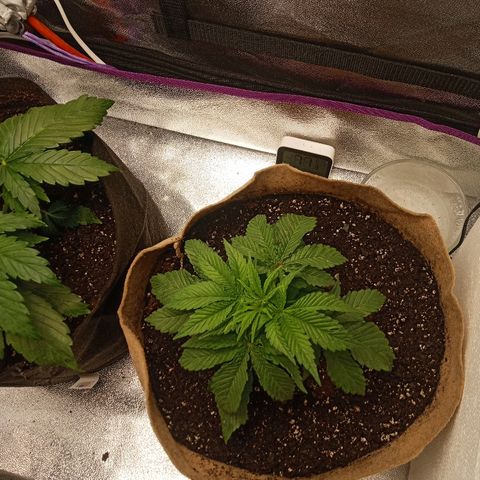 Solo 1 growlog timeline photo